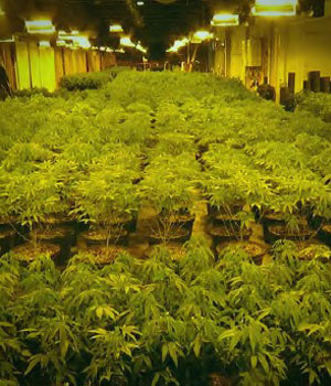 Many many potted cannabis plants