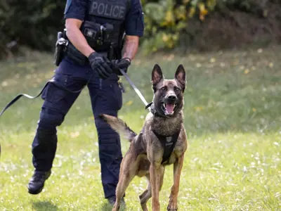 Canine Officer holding enthusiastic K9 on leash