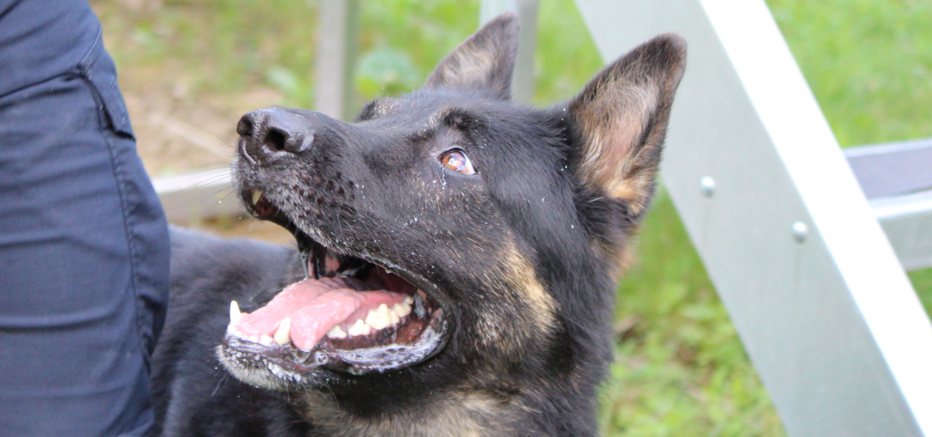LPS canine looking intently at his handler