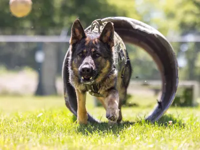 LPS K9 crawling through tunnel