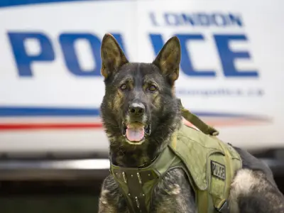 LPS K9 in camo vest laying on ground in front of LPS vehicle