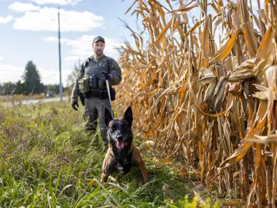 K9 officer with dog on leash, dog lying near cornfield