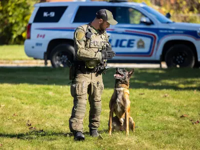 k9 officer with attentive dog looking at him