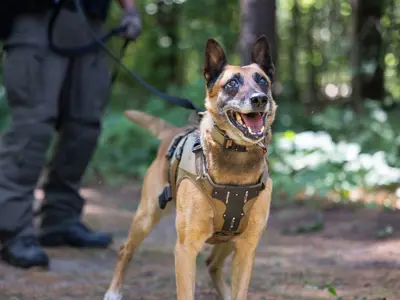 LPS K9 on leash in wooded area